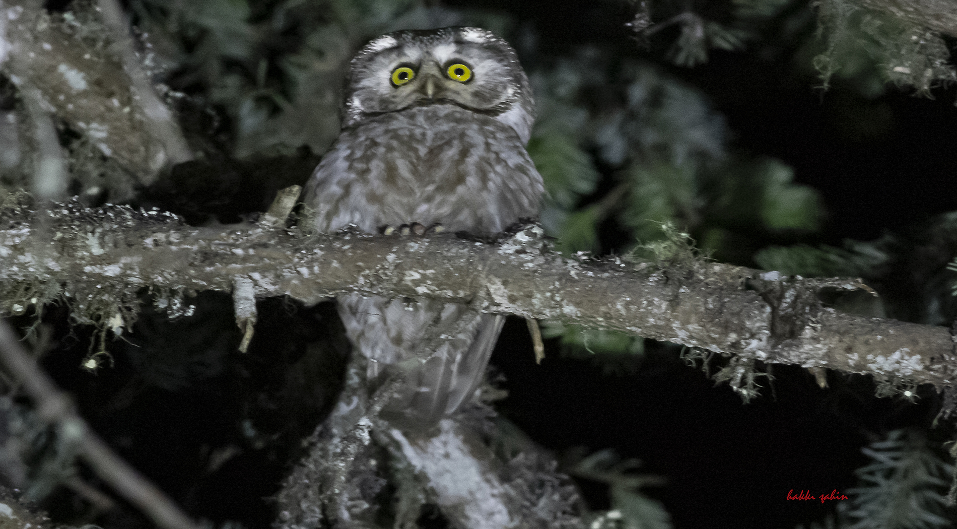 Boreal Owl
